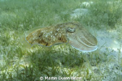 Cuttle fish. Nikon D700 17-35mm at 35mm Subal housing. f8... by Martin Dulon Barre 